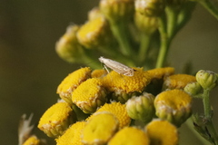Isophrictis striatella