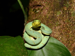 Bothrops bilineatus