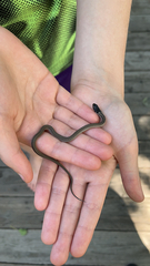 Thamnophis cyrtopsis