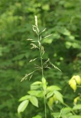 Calamagrostis