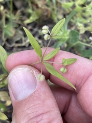 Galium bifolium