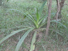 Crinum pedunculatum