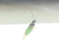 Cyrtorhinus lividipennis