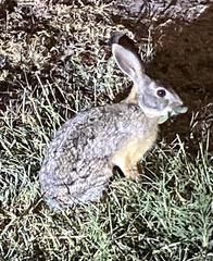 Lepus victoriae