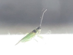 Cyrtorhinus lividipennis