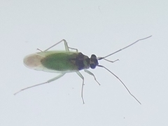 Cyrtorhinus lividipennis