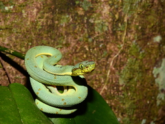 Bothrops bilineatus