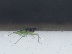 Cyrtorhinus lividipennis