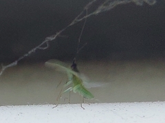 Cyrtorhinus lividipennis