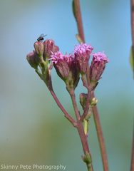 Carphephorus odoratissimus