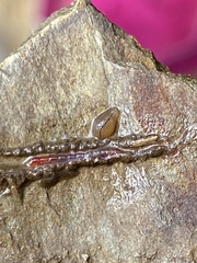 Image of Alboglossiphonia heteroclita