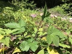 Rubus crataegifolius