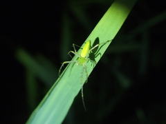 Peucetia formosensis