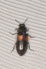 Divales bipustulatus