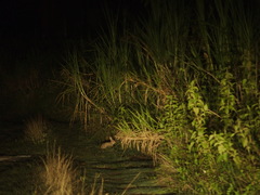 Lepus sinensis formosus