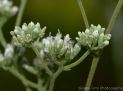 Eupatorium mohrii