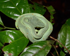 Bothrops bilineatus