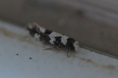 Neurothaumasia ankerella