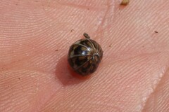 Glomeridae