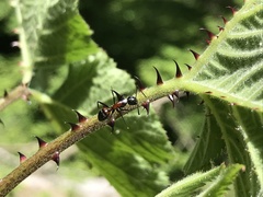 Camponotus hemichlaena
