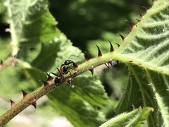 Camponotus hemichlaena