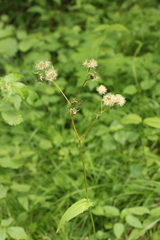 Crepis paludosa