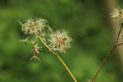 Crepis paludosa