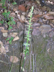 Platanthera leptopetala