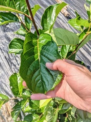 Pterostyrax corymbosus
