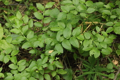 Vaccinium myrtillus