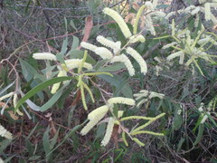 Acacia longifolia sophorae