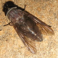 Tabanus catenatus