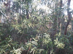 Acacia longifolia sophorae