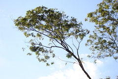 Parapiptadenia rigida