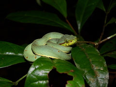 Bothrops bilineatus