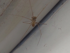 Micropholcus fauroti