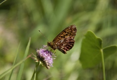 Boloria titania