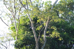 Parapiptadenia rigida