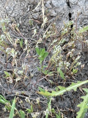 Polygonum polygaloides kelloggii