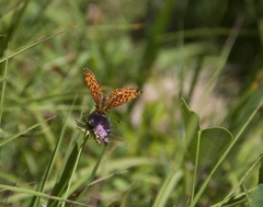 Boloria titania
