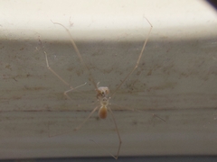 Micropholcus fauroti