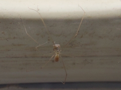 Micropholcus fauroti