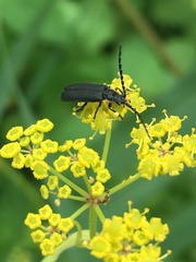 Polemius laticornis