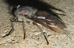 Tabanus catenatus