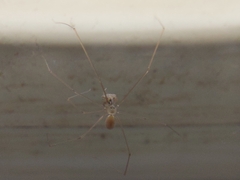 Micropholcus fauroti