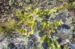 Hoya australis australis