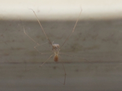 Micropholcus fauroti