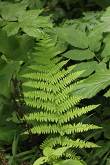 Athyrium filix-femina