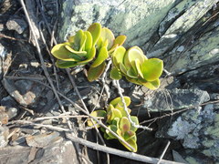 Hoya australis australis
