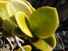 Hoya australis australis